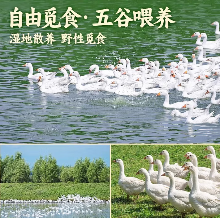 大鹅农家散养仔鹅新鲜大鹅现杀生鹅肉冷冻嫩鹅白条鹅非老鹅 现杀大鹅 净重4-5斤