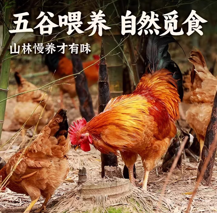 大公鸡农家散养土公鸡大公鸡土鸡走地鸡整鸡鸡肉生鲜 农养大公鸡1.6kg左右 送料包