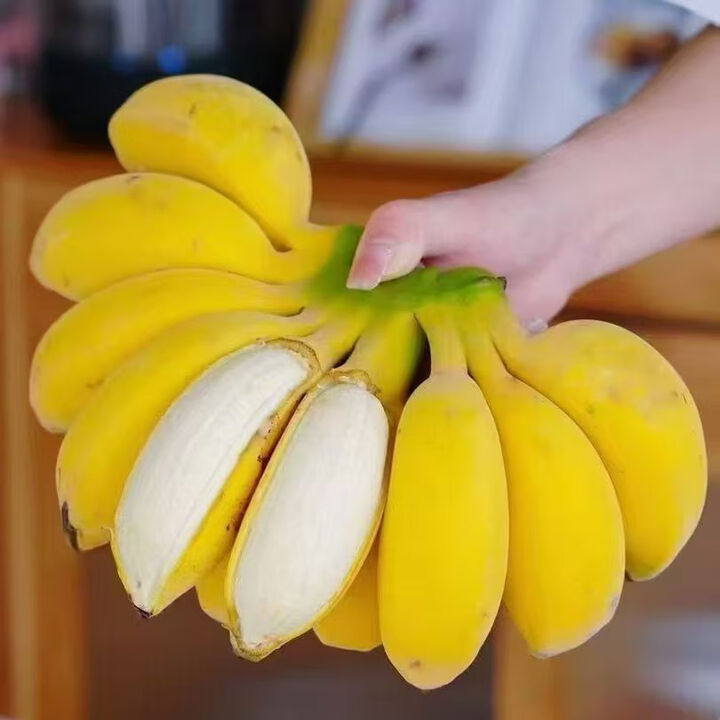 千园九味广西苹果蕉 新鲜香蕉小米蕉现摘水果粉蕉应季生鲜整箱 青果发出-净重5斤苹果蕉