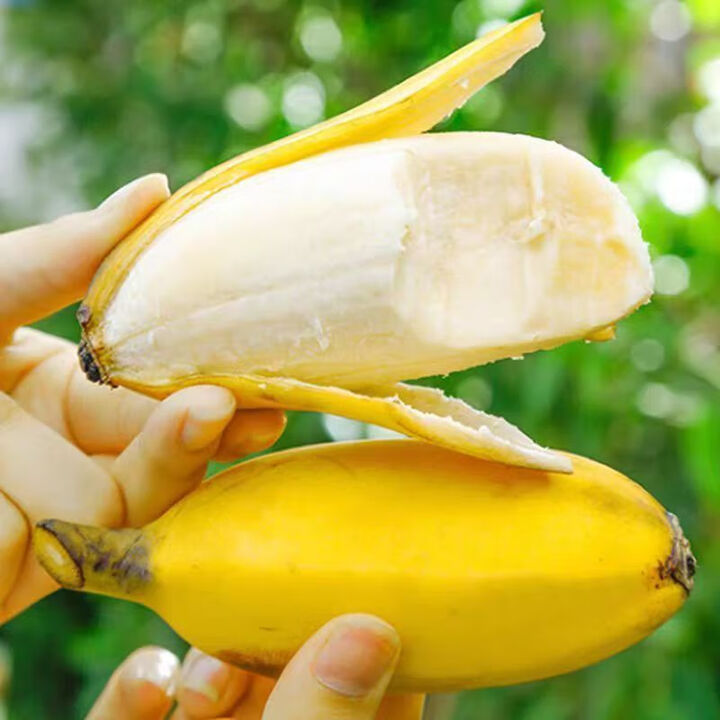千园九味广西苹果蕉 新鲜香蕉小米蕉现摘水果粉蕉应季生鲜整箱 青果发出-净重5斤苹果蕉