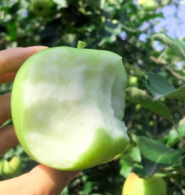 青苹果新鲜水果当季现摘绿小苹果王林孕妇酸脆甜整箱包邮 5斤优选果【单果60mm+】净4.5斤